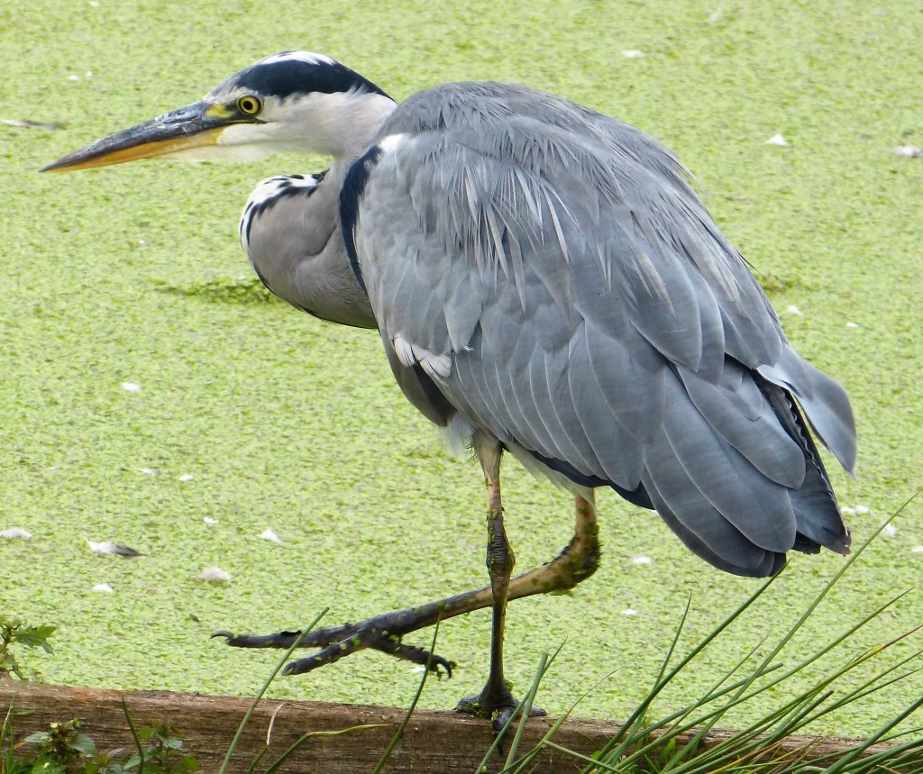 Pupil premium grammar&nbsp;schools