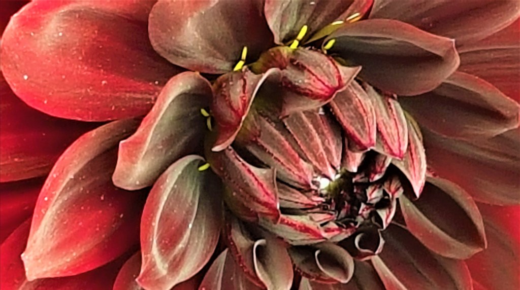 For Tracy – Wisley, July&nbsp;2019